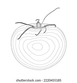 Outline of a tomato from black lines isolated on a white background. Vector illustration.