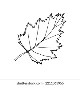 Outline tree leaf  for product design