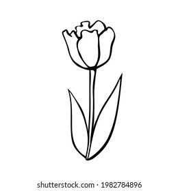 Outline of Tulip flower isolated on white background. Hand drawn design element. Simple black contour illustration in sketch style Doodle. Symbol of spring, love, flowering