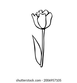 Outline Tulip Flower Isolated On White Stock Vector (Royalty Free ...