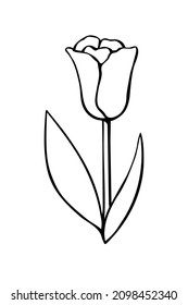 Outline of Tulip flower isolated on white background. Hand drawn design element. Simple black contour illustration in sketch style Doodle. Symbol of spring, love, flowering