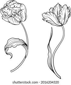 Outline tulip. line art hand drawn flowers. Tulips vector. floral illustration