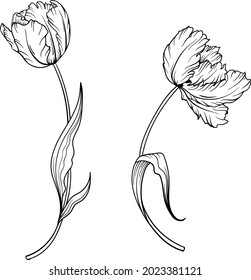 Outline Tulip. Line Art Hand Drawn Flowers. Tulips Vector. Floral Illustration