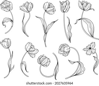 Outline tulip. line art hand drawn flowers. Tulips vector. floral illustration