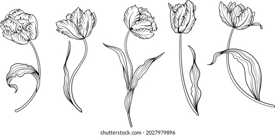 Outline tulip. line art hand drawn flowers. Tulips vector. floral illustration