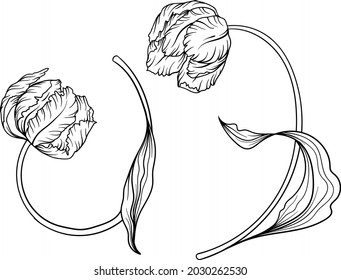 Outline tulip. line art hand drawn flowers. Tulips vector. floral illustration