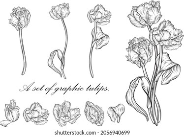 Outline tulip. Line art hand drawn flowers. Tulips vector. Floral illustration.