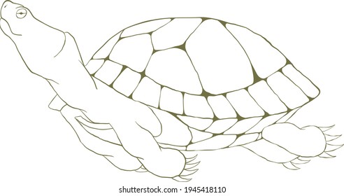 Outline turtle on a white background