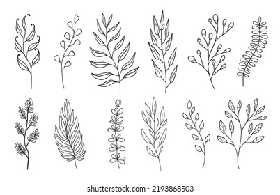 Outline twigs and sprigs floral embellishments. Linear isolated vector plant branches with leaves, monochrome forest herbs, natural elements for design of wedding cards and invitations