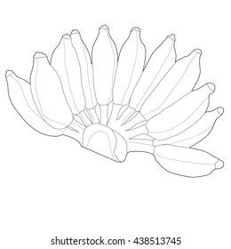 outline vector banana. fruit icon in illustration. 