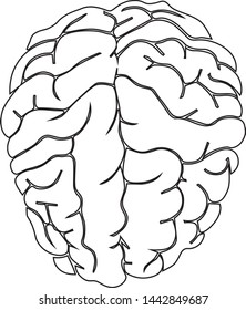 Outline vector of brain, brain is the body's organ in the head
