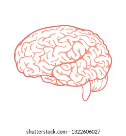 Outline vector brain on white background. Doodle human organ. 