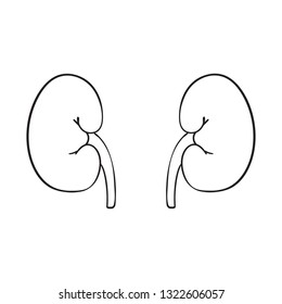 Outline vector human kidneys on white background. Doodle human organ. 