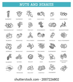 colección de iconos de vector de contorno - nueces y bayas
