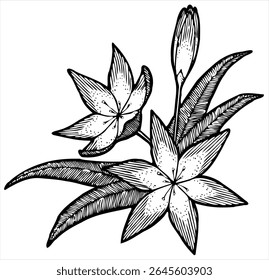 Outline vector illustration of flowers isolated on white background.
