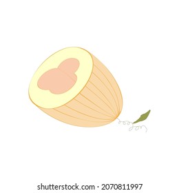 An outline vector illustration of a halved melon isolated on transparent background. Designed in orange and pink colors for web concepts, prints, templates