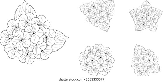 Outline vector illustration of hydrangea flowers.
