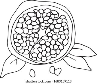 Outline vector Illustration with the image of a pomegranate in a section with leaves.
