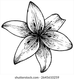 Outline vector illustration of lily isolated on white background.
