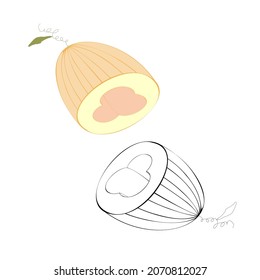 Ilustración esquemática vectorial de dos melones a la mitad aislados sobre fondo transparente. Diseñado en colores naranja, rosa, negro y blanco como página de libro de colores