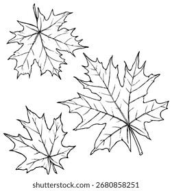 Ilustrações vetoriais de contorno de três folhas separadas de bordo isoladas sobre fundo branco.