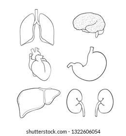 Outline vector organs on white background: brain, heart, lungs, stomach, kidneys, liver. Doodle human organ. 