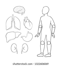Outline vector organs on white background: brain, heart, lungs, stomach, kidneys, liver. Doll human figure. Doodle human organ. 