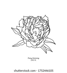 flor de peonía vector contorno. Elemento de contorno único para logotipo, icono, tatuaje, sello, diseño de galería de símbolos. Peony, el verano floreciente de las rosas. concepto de longevidad, amor. Ilustración bursátil aislada en blanco