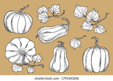 Calabazas de vector de contorno con colección de hojas. Contorno negro dibujado a mano con calabazas de relleno blanco aisladas en fondo marrón. Verduras de otoño antiguas para tarjetas, libro de colorantes, Día de Acción de Gracias, pancartas