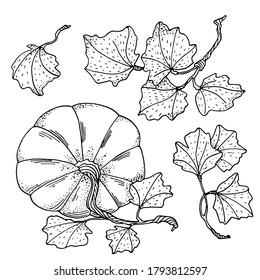 Calabazas de vector de contorno con hojas marcadas. Gomas de contorno negro dibujadas a mano aisladas en fondo blanco. Colección de verduras de otoño para naipes, libro de colorantes, decoración
