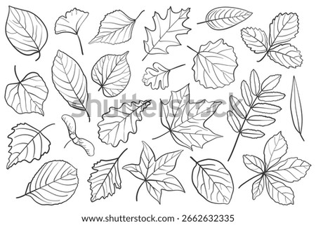 Outline vector set of autumn leaves. Hand drawn black linear foliage for seasonal design, botanical projects and coloring pages.