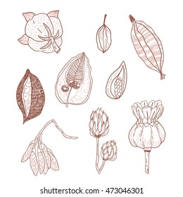 Outline vector set with seeds and seed pods in autumn colors. Organic natural shapes.