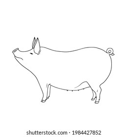 Outline vector standing Pig. Series of Livestock, Farm Animals. Hand drawn line art sketch, doodle, contour design element isolated for coloring book page, veterinary, rustic, animal husbandry theme