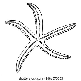 Outline vector starfish. Hand drawn black contour illustration. Graphic sea star isolated on white background. Nautical elements for coloring book, posters, cards, decoration, banners, print