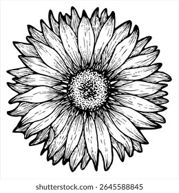 Umrissvektor der Sonnenblume, einzeln auf weißem Hintergrund.