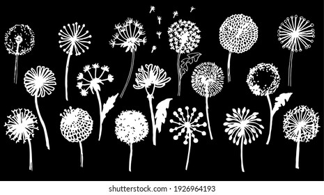 Outline Vector of various dandelion flower isolated on the black background