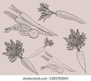 Outline vegetable carrot in vector. Doodle hand  drawing with screentone.