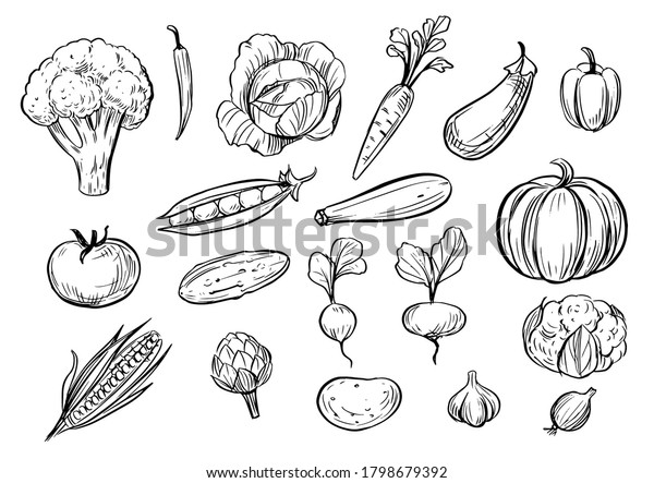 Outline Vegetables Doodle Illustration Black On Stock Vector (Royalty ...