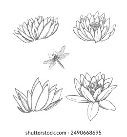 Outline water lilies and dragonfly. Vector illustration. Manual graphics.