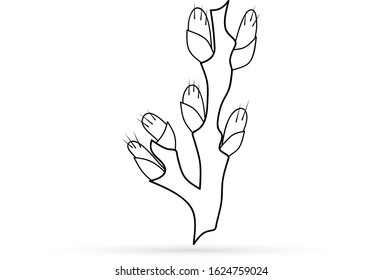 Outline willow icon isolated on white, doodle kids hand drawing art line, sketch eco logo, coloring sticker, vector stock illustration