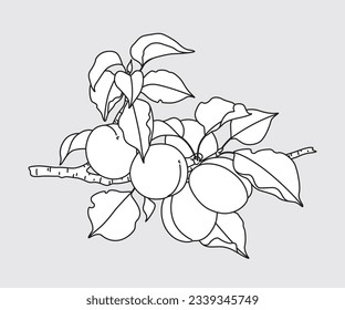 Outlined Apricot tree branch with fruits and leaves isolated on grey. Monochrome garden plant part with apricots, template, coloring page. Black and white contour drawing vector illustration.