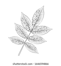 Hoja de ceniza esbozada, boceto para colorear. Vector.