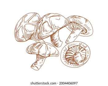 Outlined Asian Shiitake mushrooms or fungi. Vintage botanical drawing of forest edible fungus. Organic vegetarian food. Hand-drawn vector illustration of lentinula edodes isolated on white background.