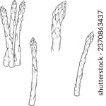 Outlined asparagus sprouts. Sparrow grass, detailed sketch in retro style. Sparrowgrass stalks. Hand-drawn vector illustration isolated on white background. line vector set 
