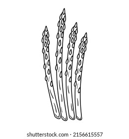 Outlined asparagus sprouts. Vintage drawing of food plant stems. Sparrow grass, detailed sketch in retro style. Sparrowgrass stalks. Hand-drawn vector illustration isolated on white background