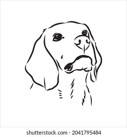 Outlined Beagle dog head. Vector illustration beagle dog is a simple vector sketch illustration