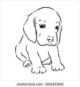 Outlined Beagle dog head. Vector illustration beagle dog is a simple vector sketch illustration