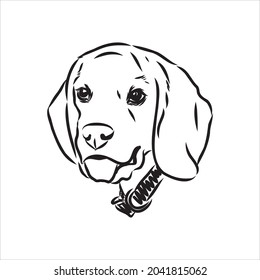 Outlined Beagle dog head. Vector illustration beagle dog is a simple vector sketch illustration