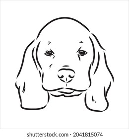 Outlined Beagle dog head. Vector illustration beagle dog is a simple vector sketch illustration