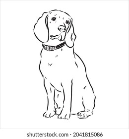 Outlined Beagle dog head. Vector illustration beagle dog is a simple vector sketch illustration
